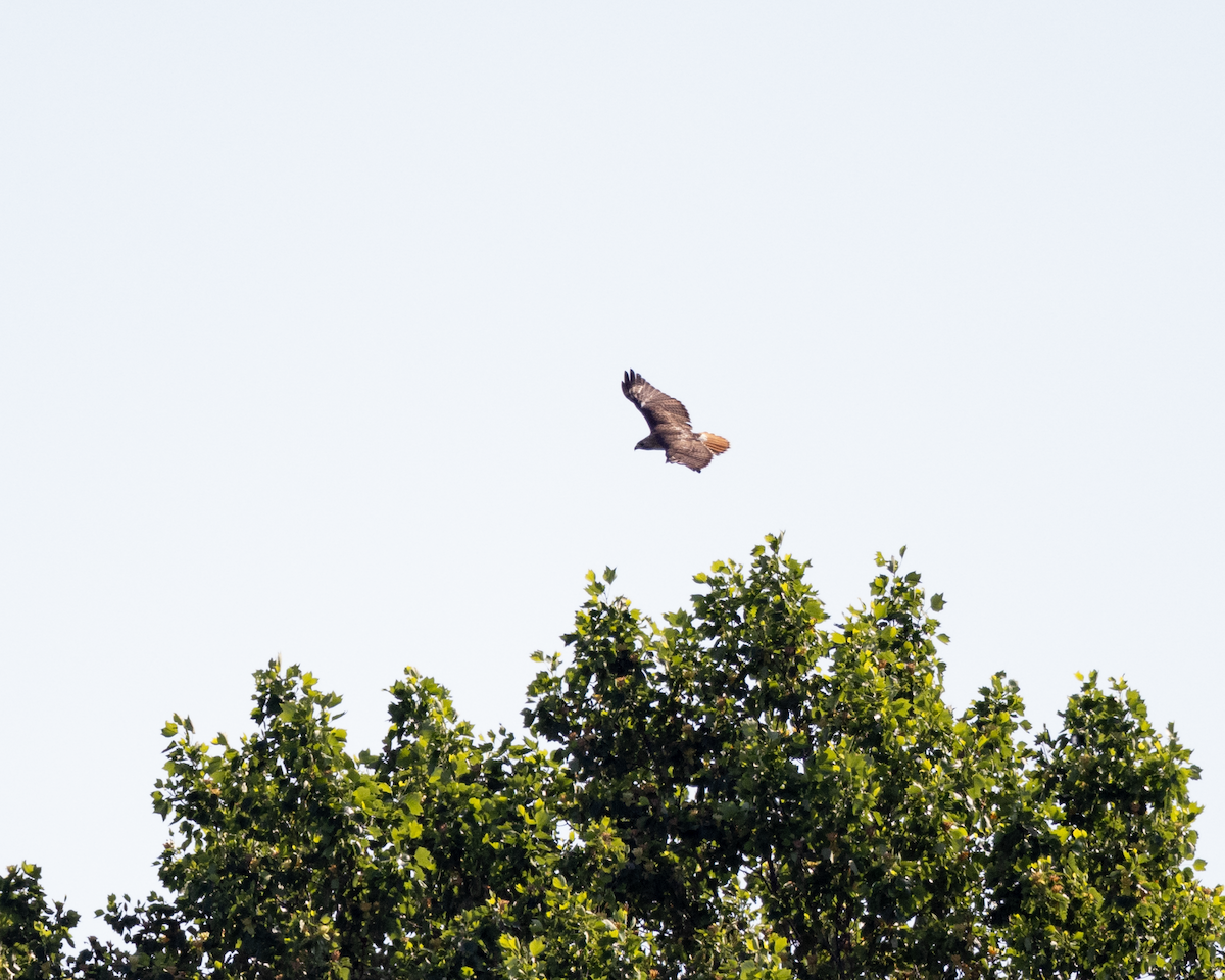 Red-tailed Hawk - ML620127681