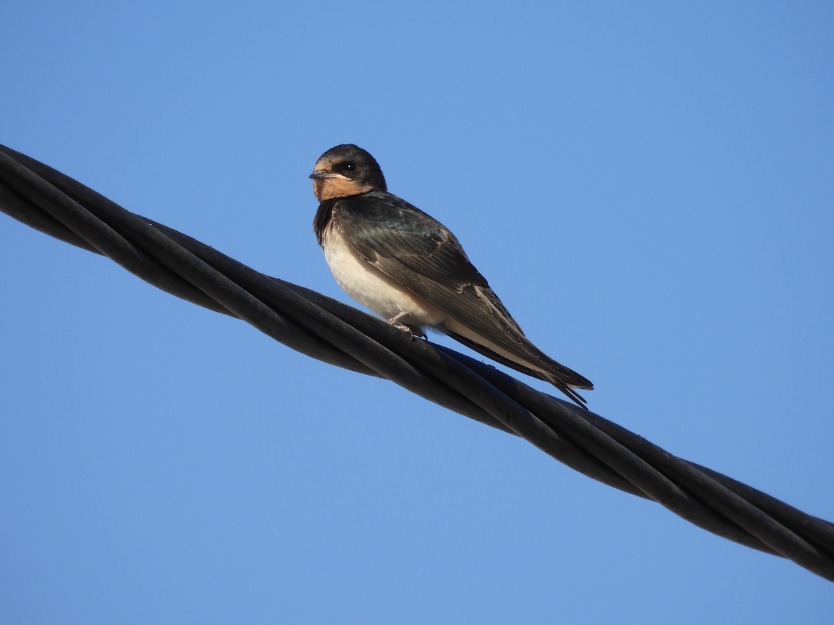 Barn Swallow - ML620127692