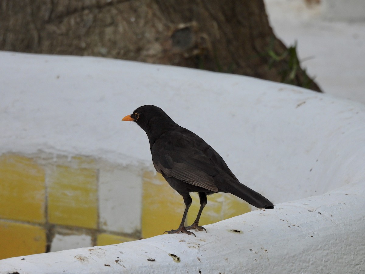 Eurasian Blackbird - ML620127698