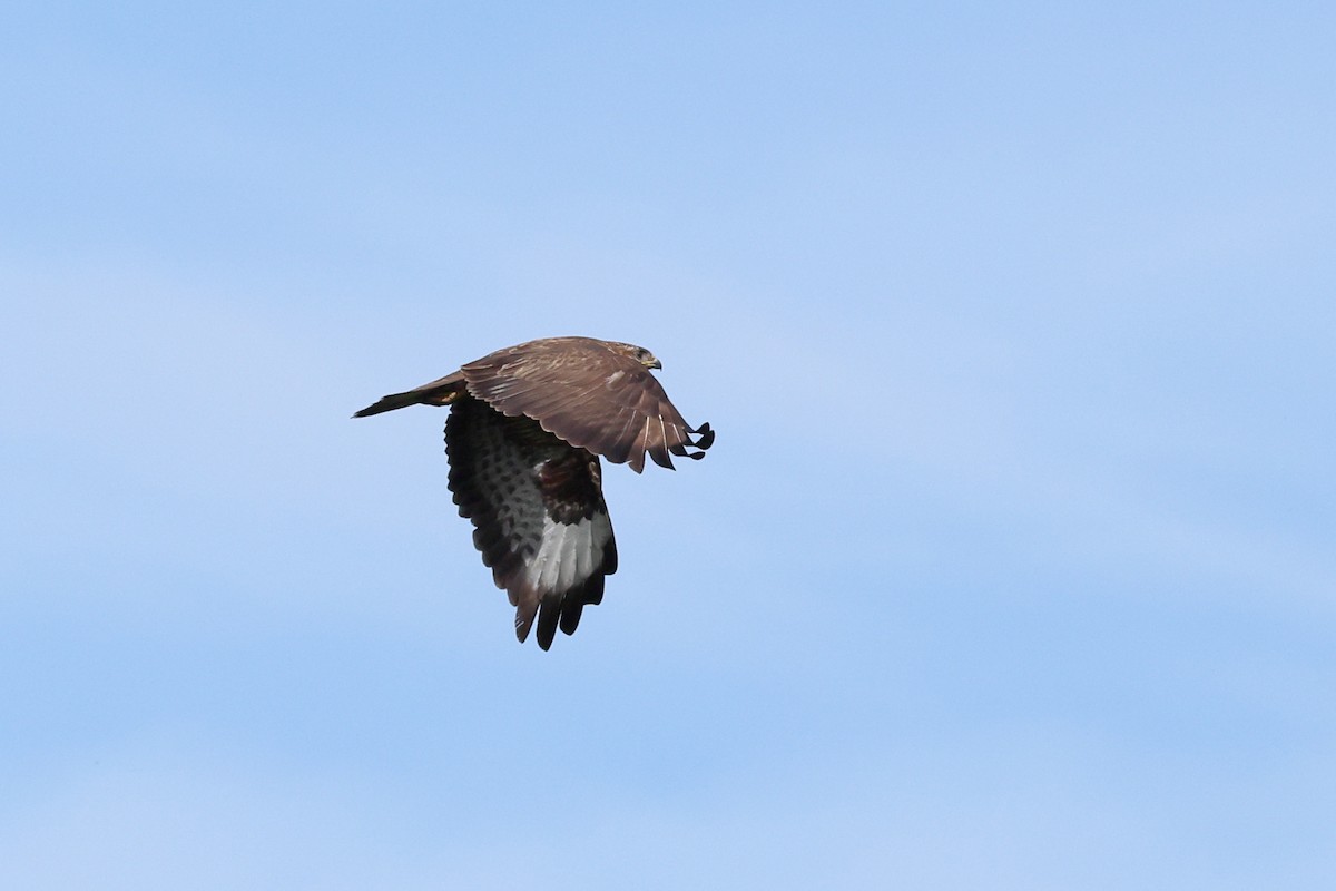 Common Buzzard - ML620127732