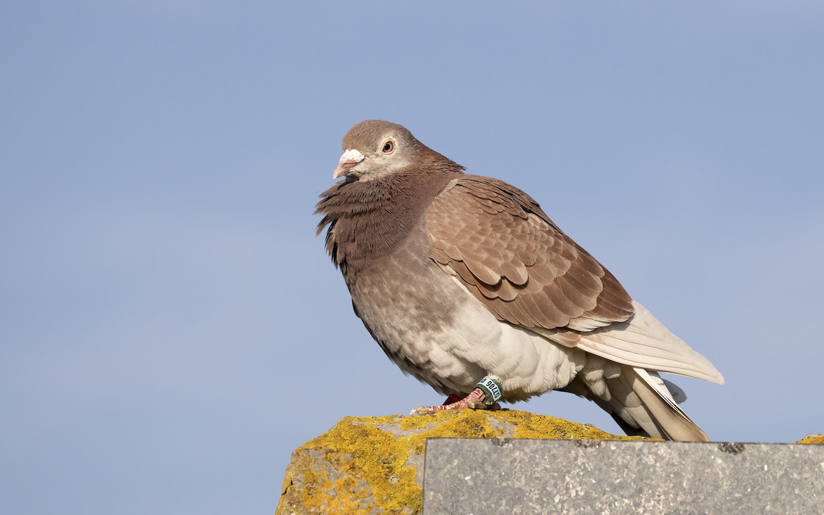 Rock Pigeon (Feral Pigeon) - ML620127738