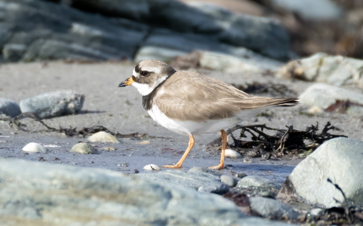 Common Ringed Plover - ML620127757