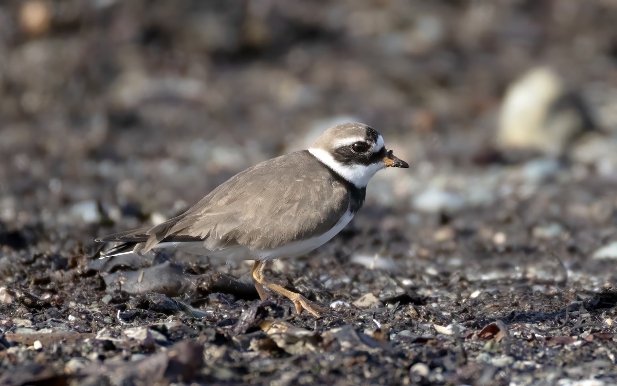 Common Ringed Plover - ML620127758