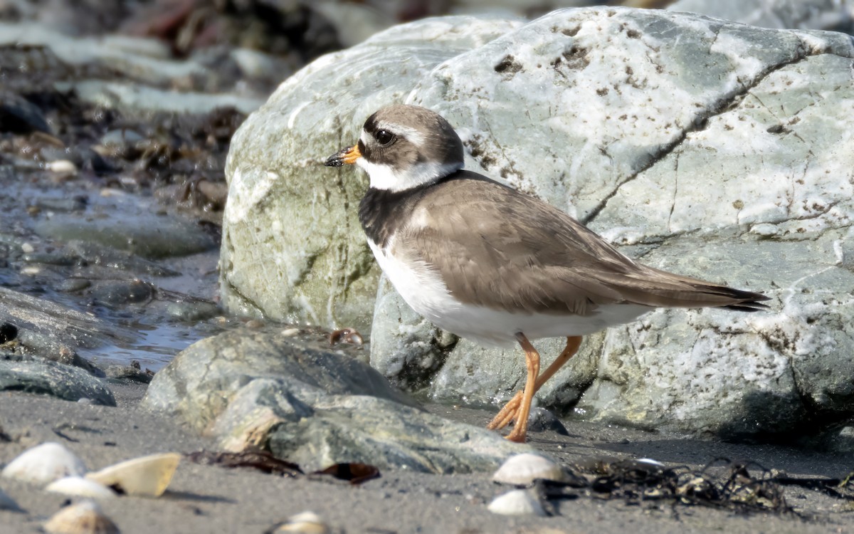 Common Ringed Plover - ML620127759