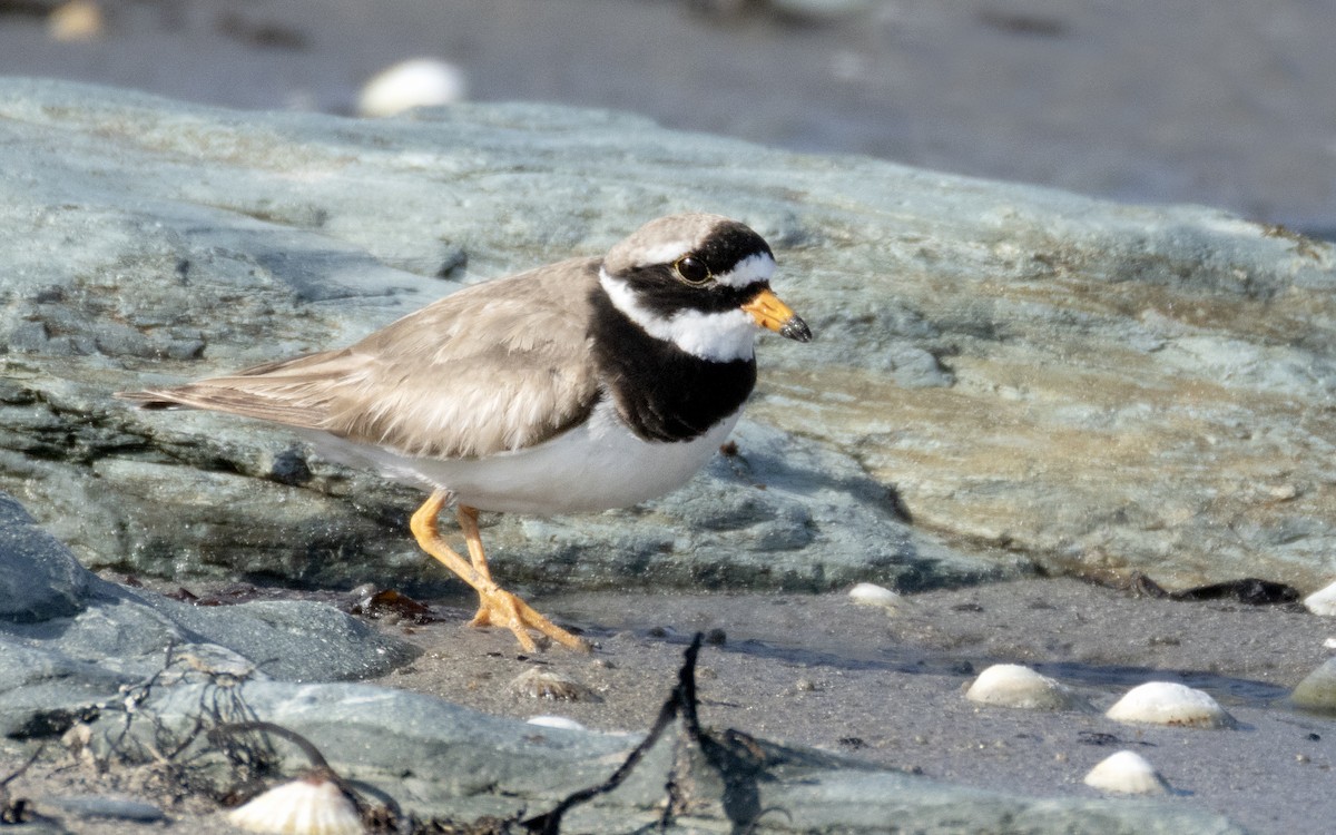 Common Ringed Plover - ML620127761