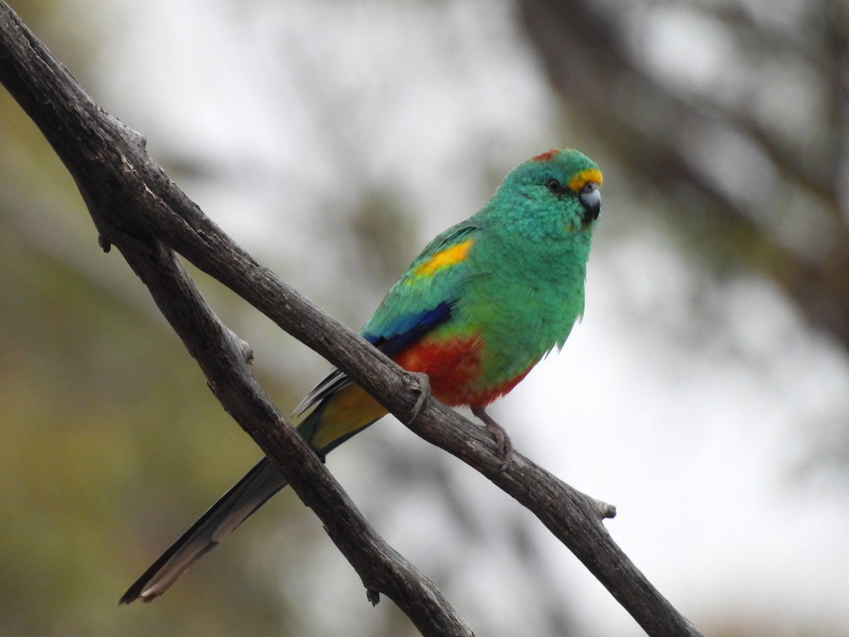 Разноцветный попугайчик - ML620127768