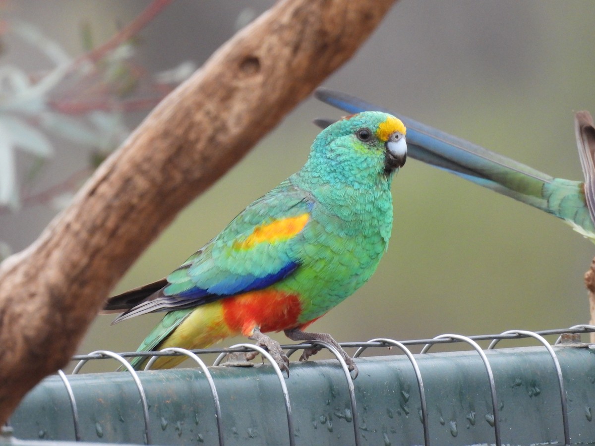 Разноцветный попугайчик - ML620127769
