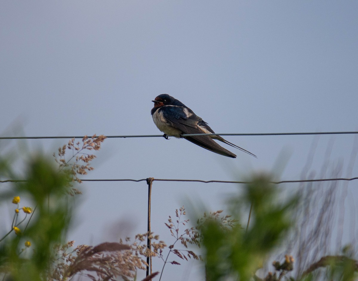 Barn Swallow - ML620127774