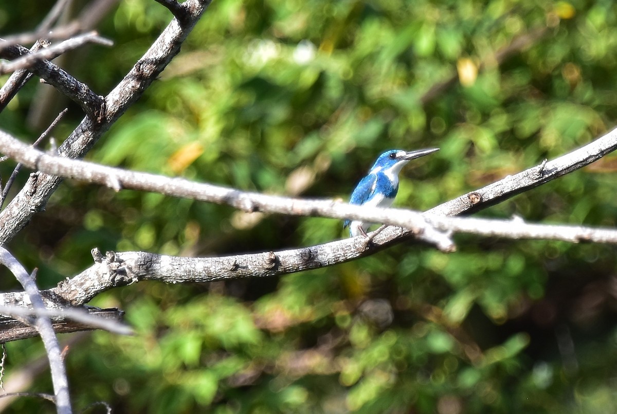 Small Blue Kingfisher - ML620127776