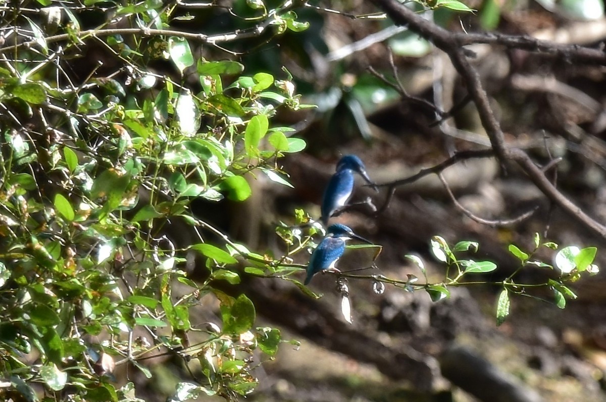Small Blue Kingfisher - ML620127778