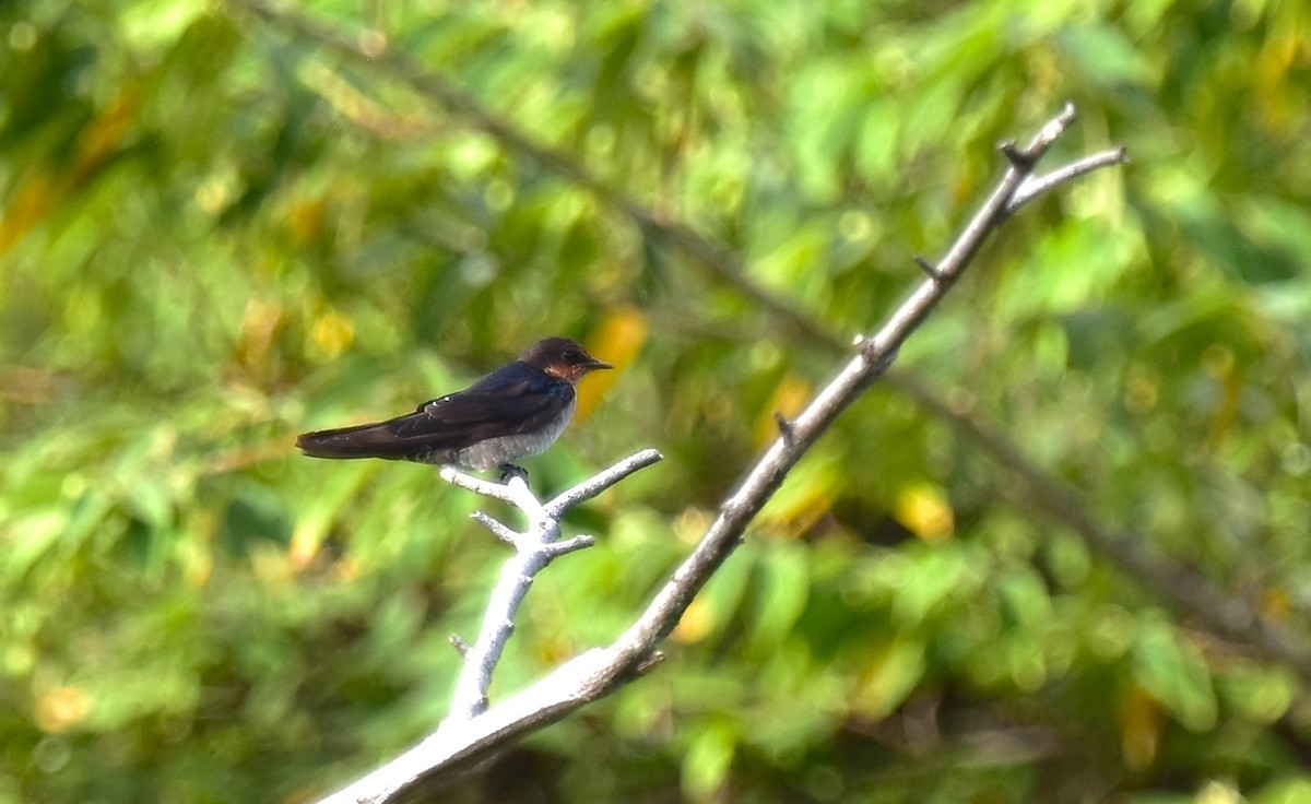 Pacific Swallow - ML620127786