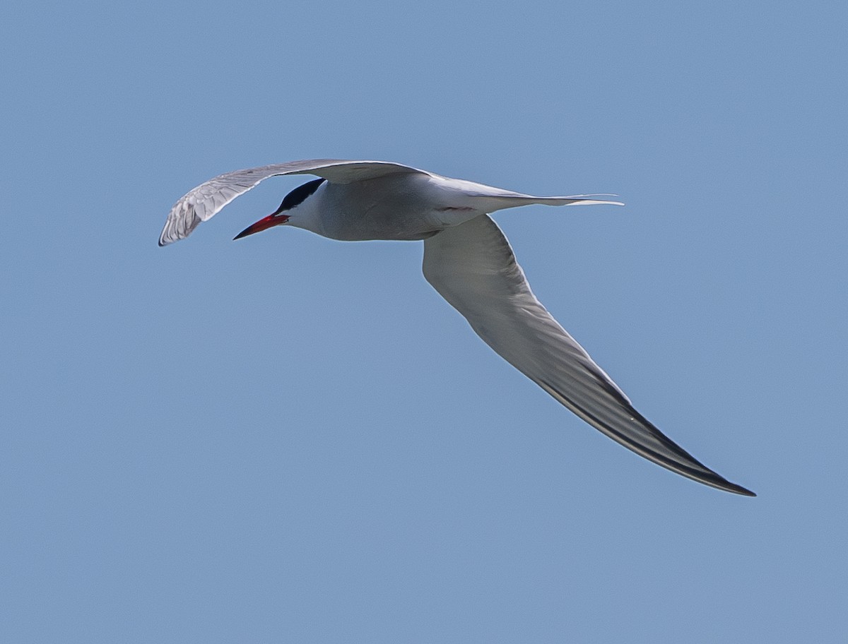 Common Tern - ML620127788
