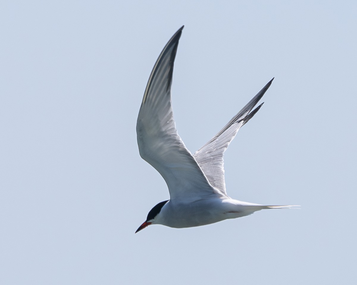Common Tern - ML620127789
