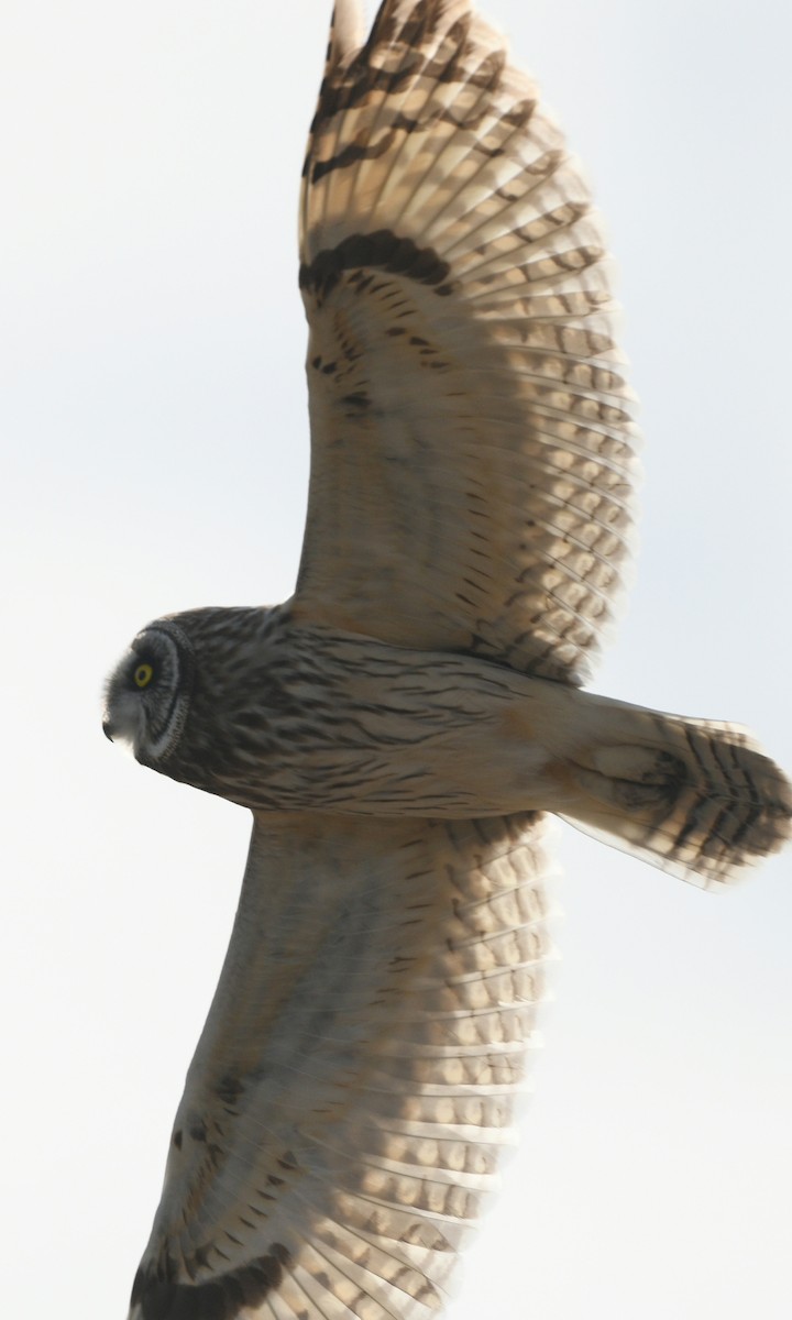 Short-eared Owl - ML620127811