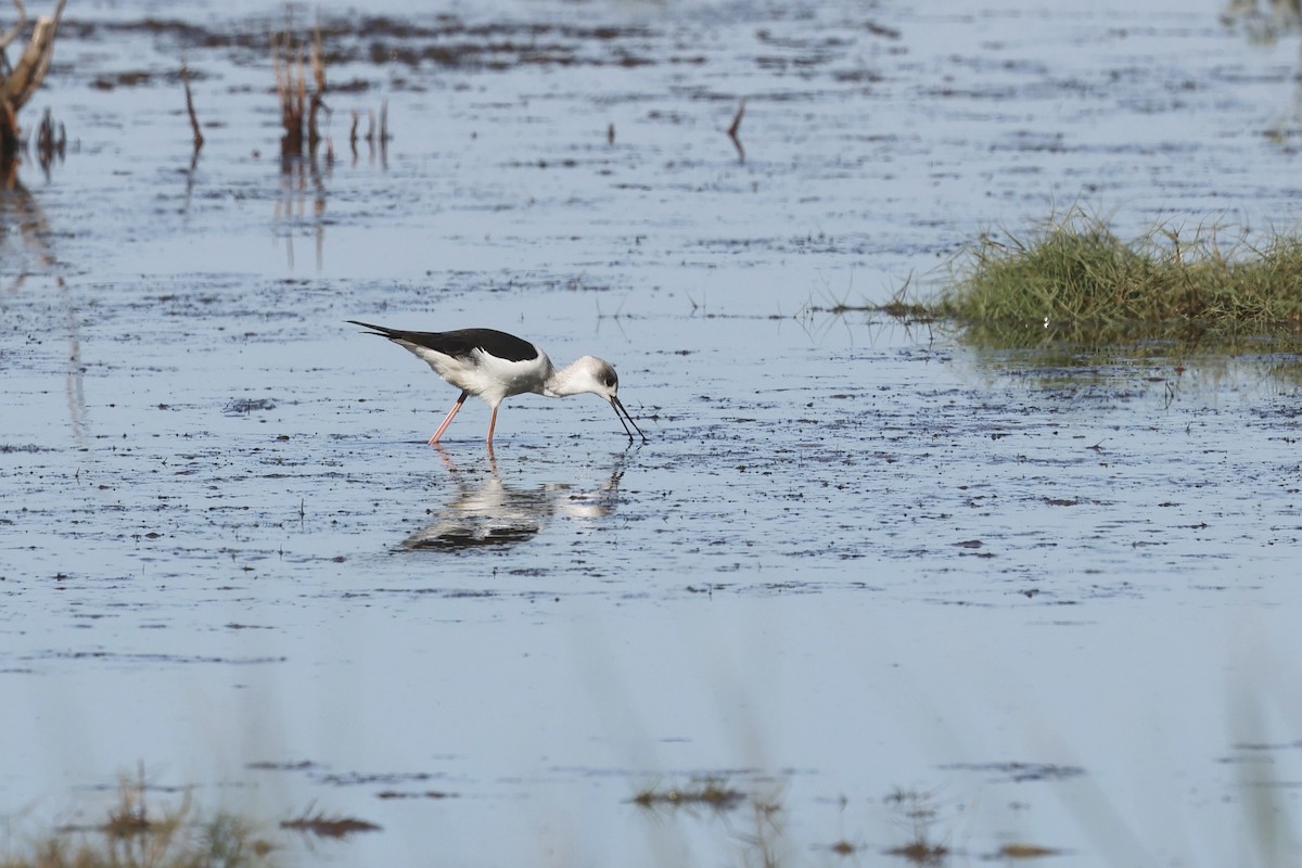 Pied Stilt - ML620127816