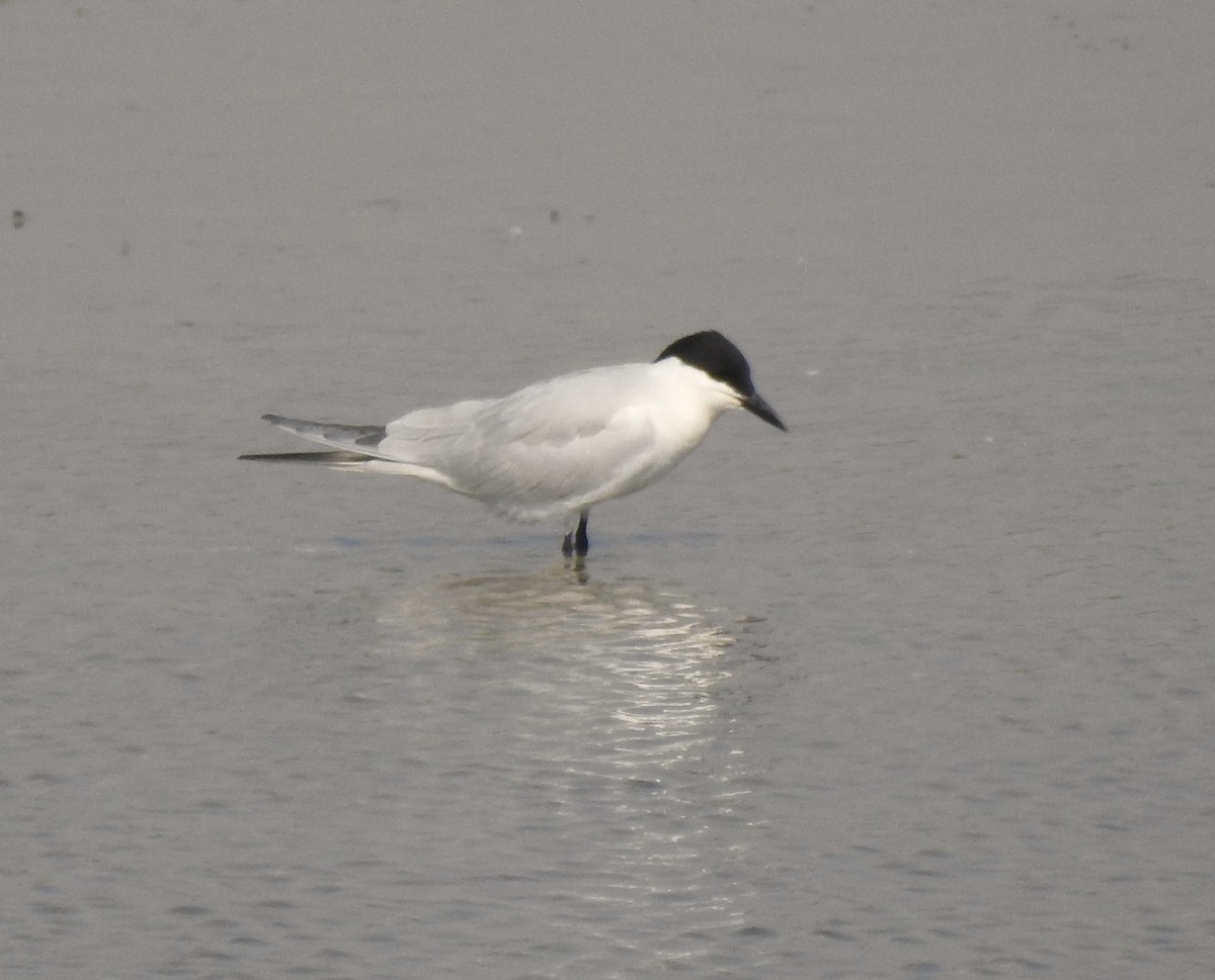 Gull-billed Tern - ML620127828