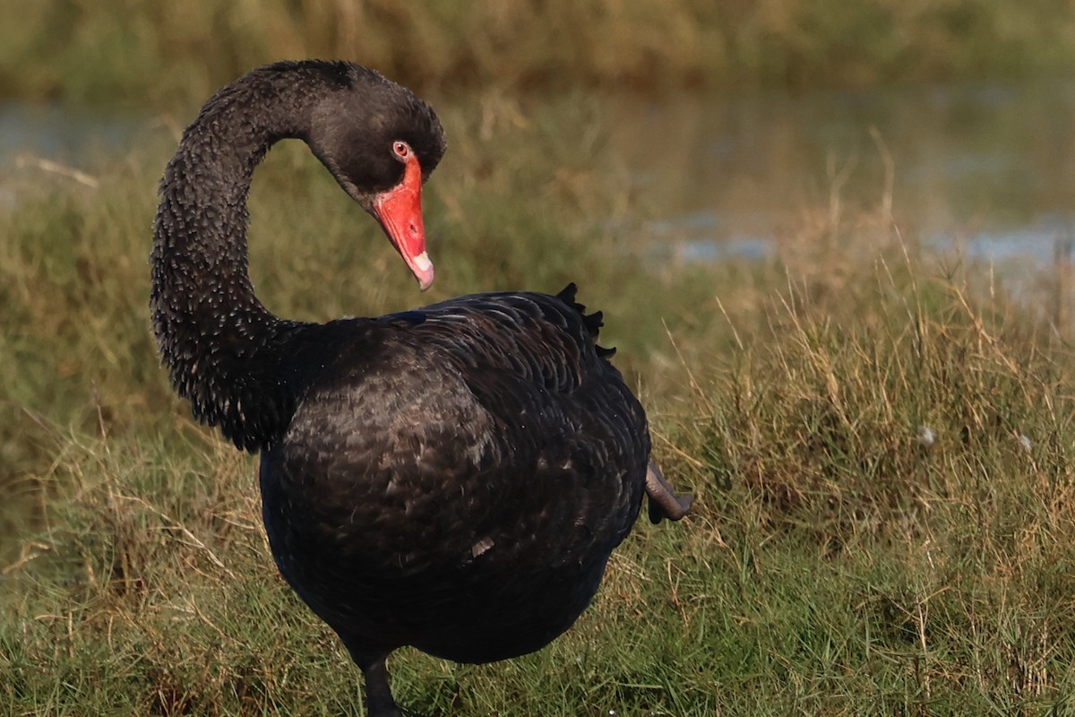 Black Swan - ML620127829