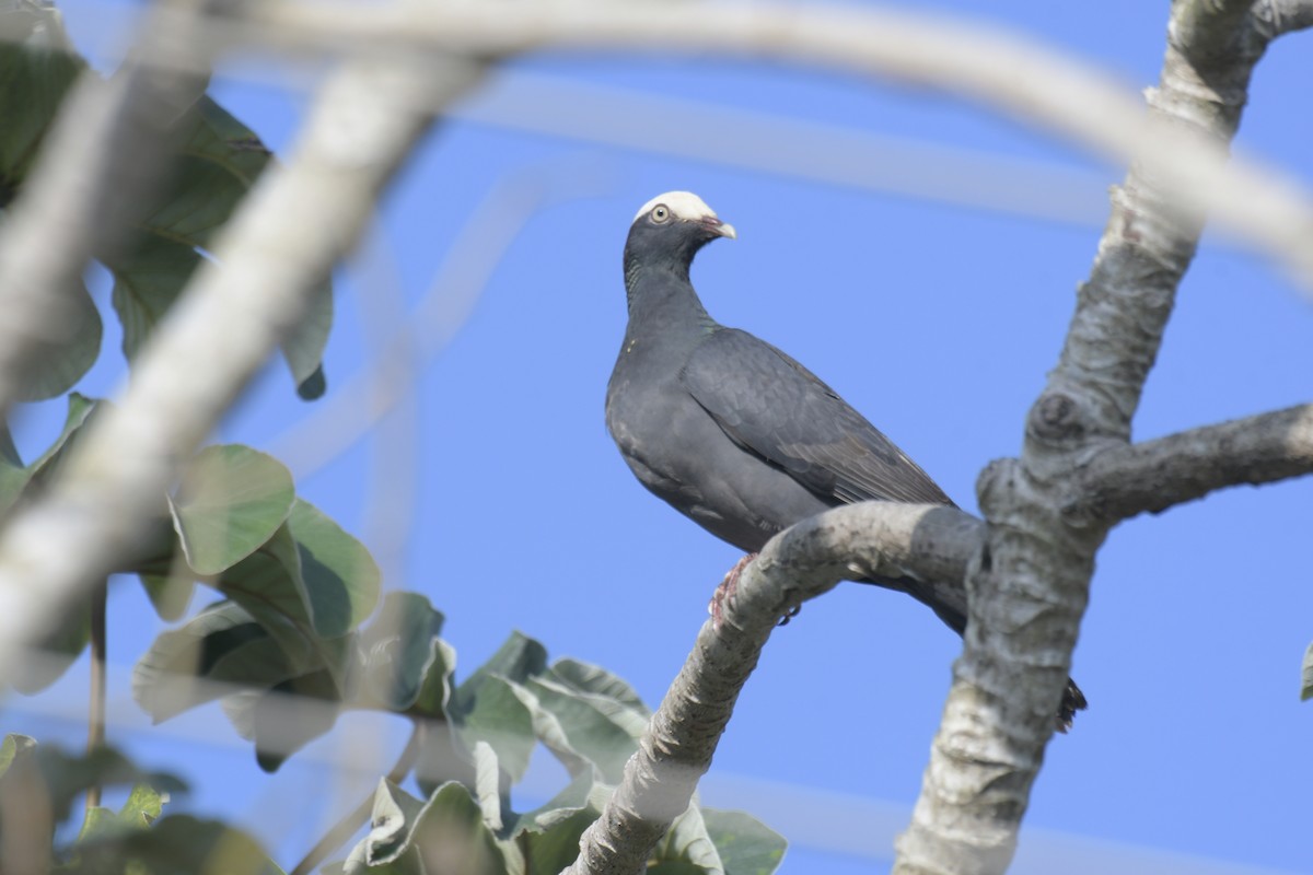 White-crowned Pigeon - ML620127840