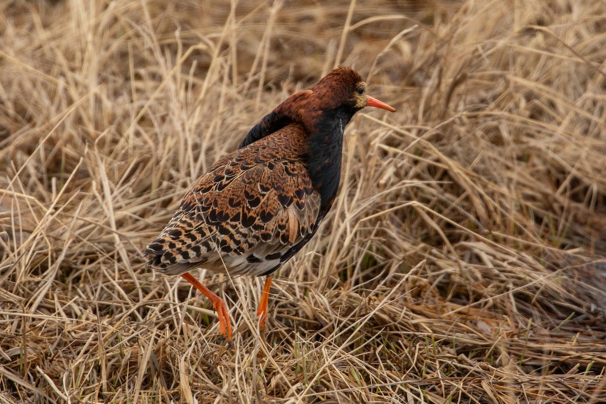 流蘇鷸 - ML620127846