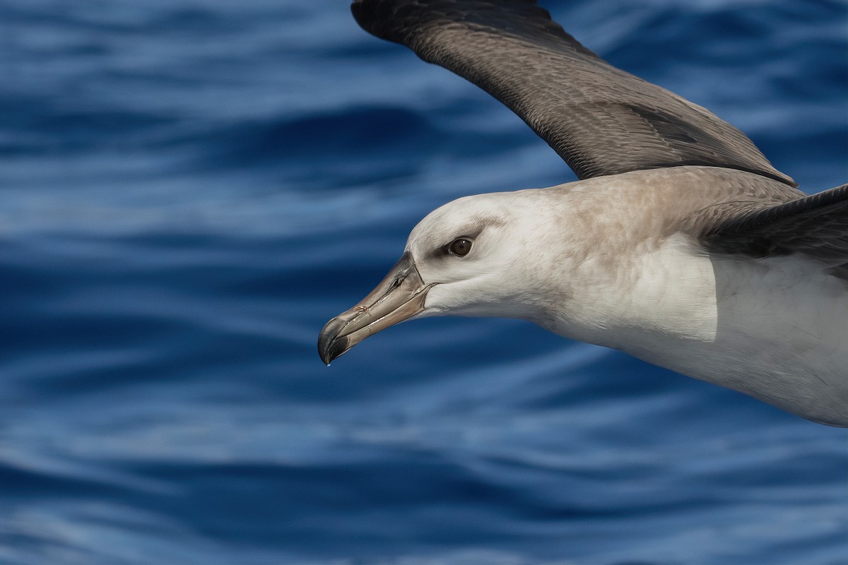 albatros černobrvý - ML620127866