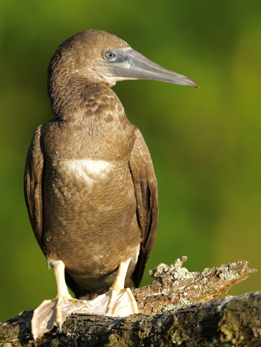 Brown Booby - ML620127867