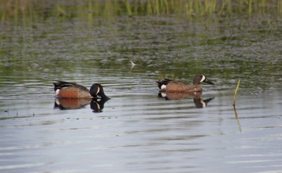 Blue-winged Teal - ML620127874