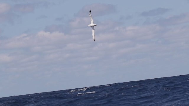 Antipodean Albatross (gibsoni) - ML620127886
