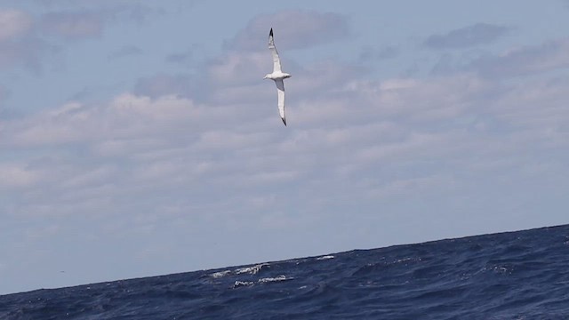 Antipodean Albatross (Gibson's) - ML620127886