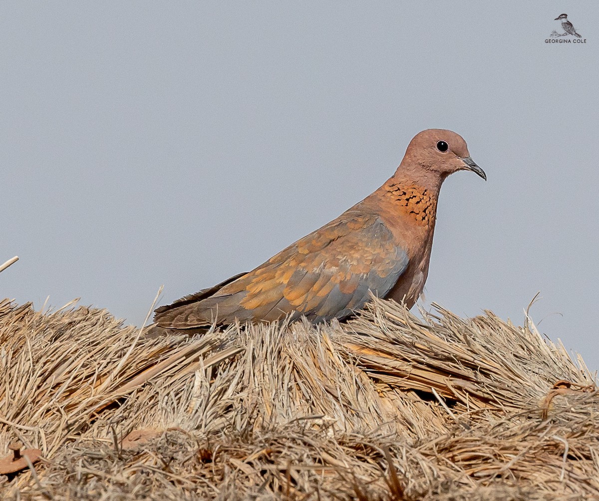 Laughing Dove - ML620127907