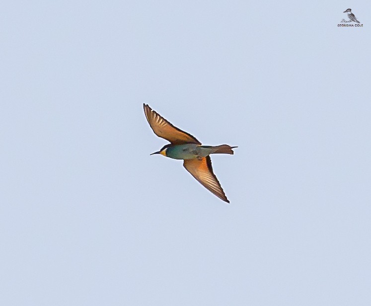 European Bee-eater - ML620127909