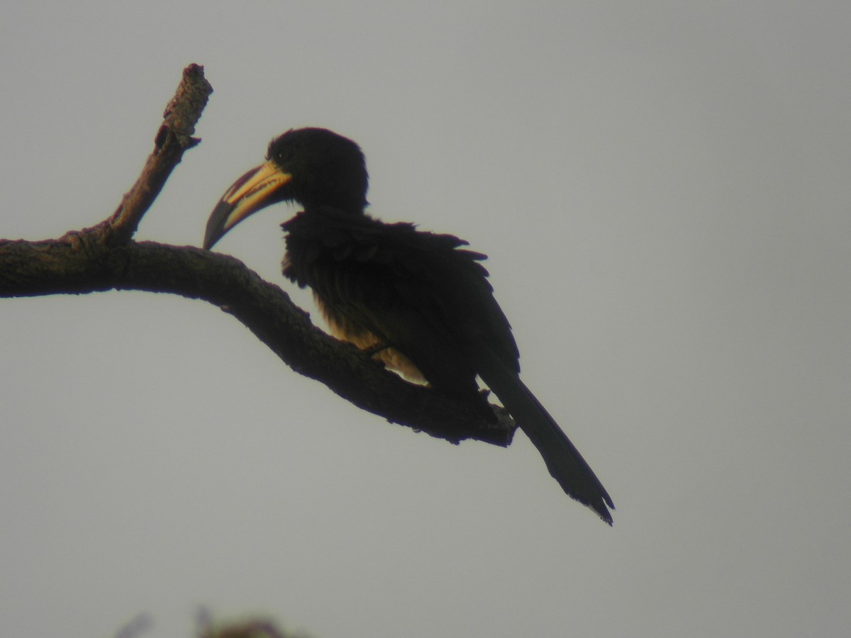 West African Pied Hornbill - ML620127912