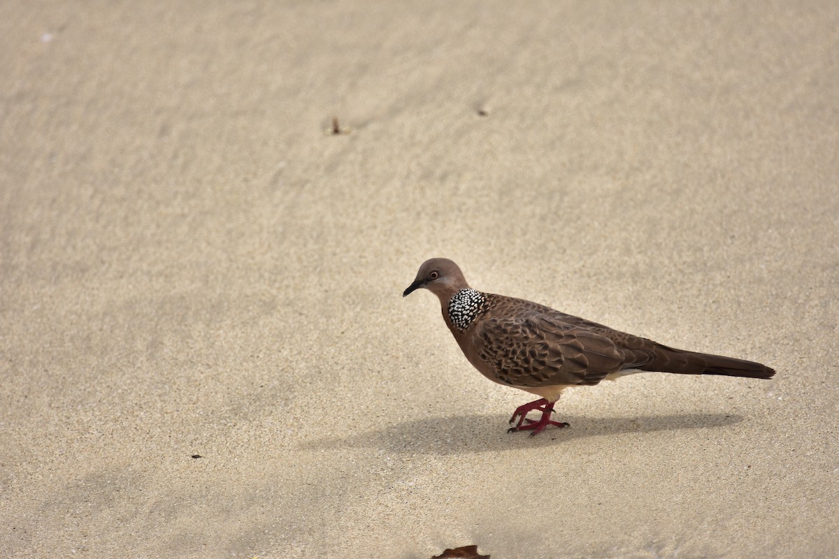 Spotted Dove - ML620127936
