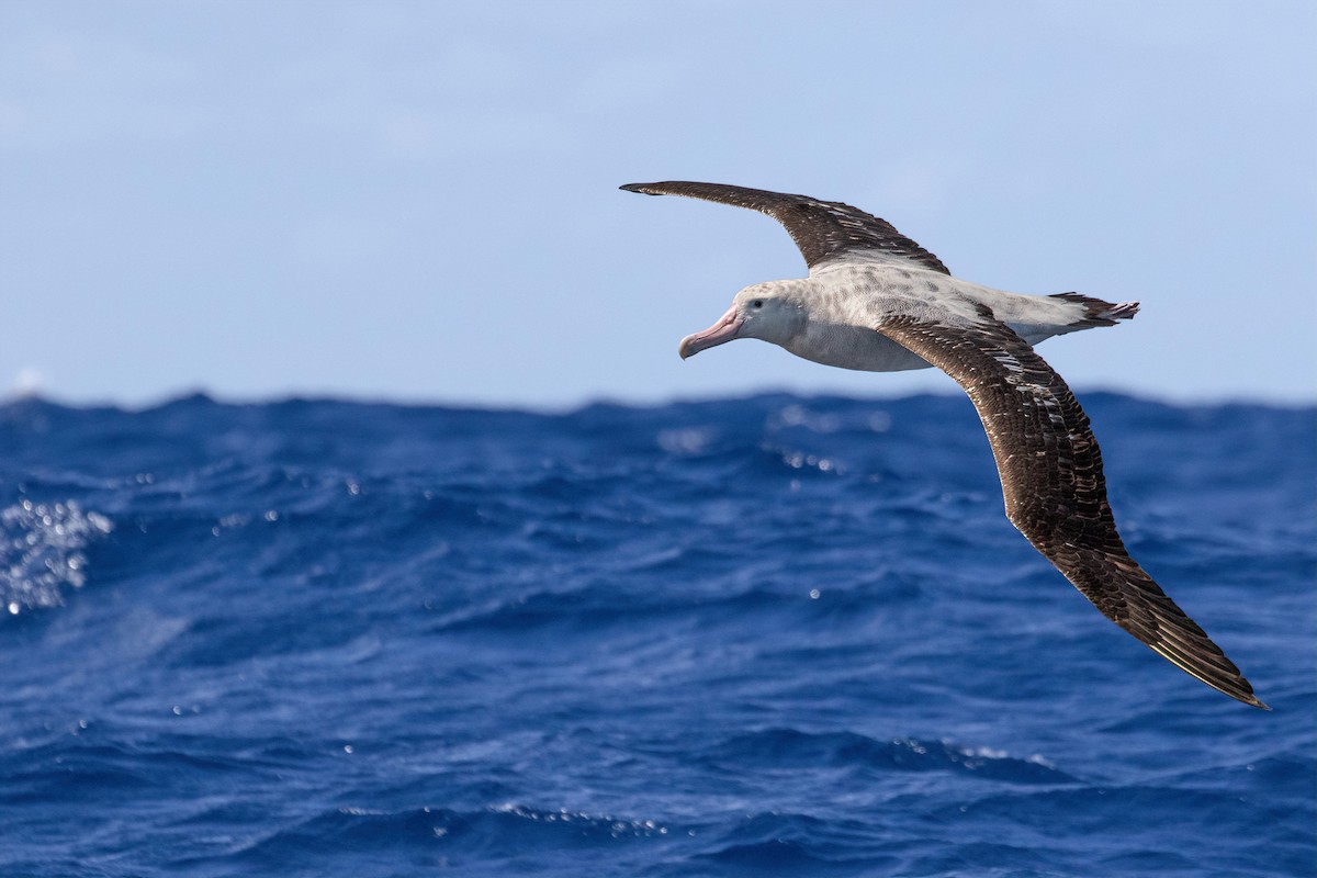 Antipodean Albatross (gibsoni) - ML620127963