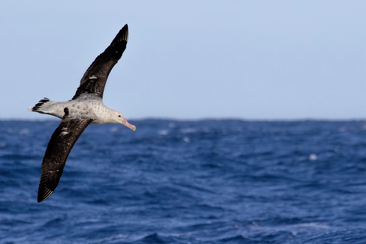 Albatros des Antipodes (gibsoni) - ML620127966