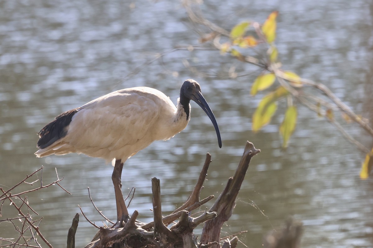 ibis australský - ML620127972