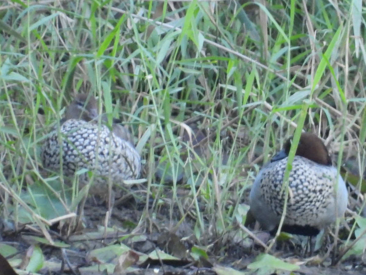 Maned Duck - ML620127974