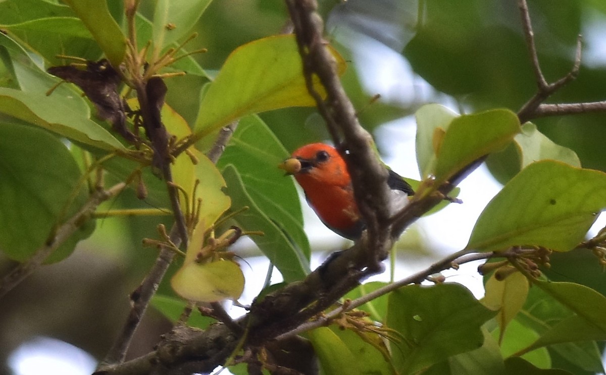 Scarlet-headed Flowerpecker - ML620127978