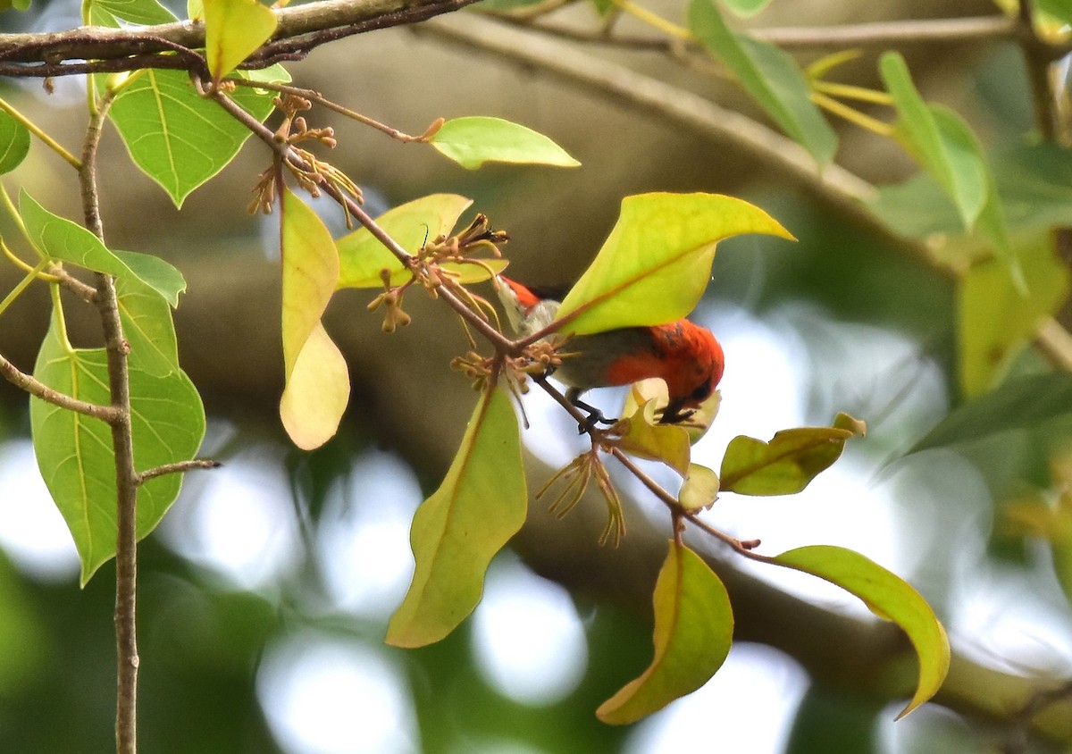 Scarlet-headed Flowerpecker - ML620127979