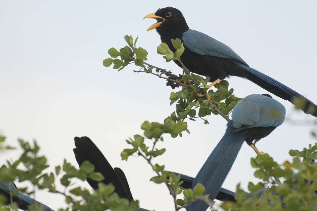 Yucatan Jay - ML620127981