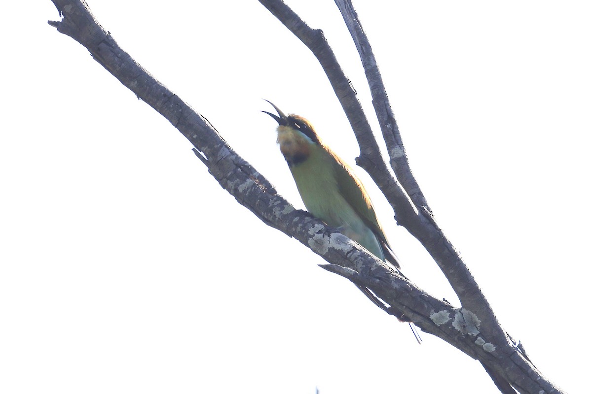 Rainbow Bee-eater - ML620127986