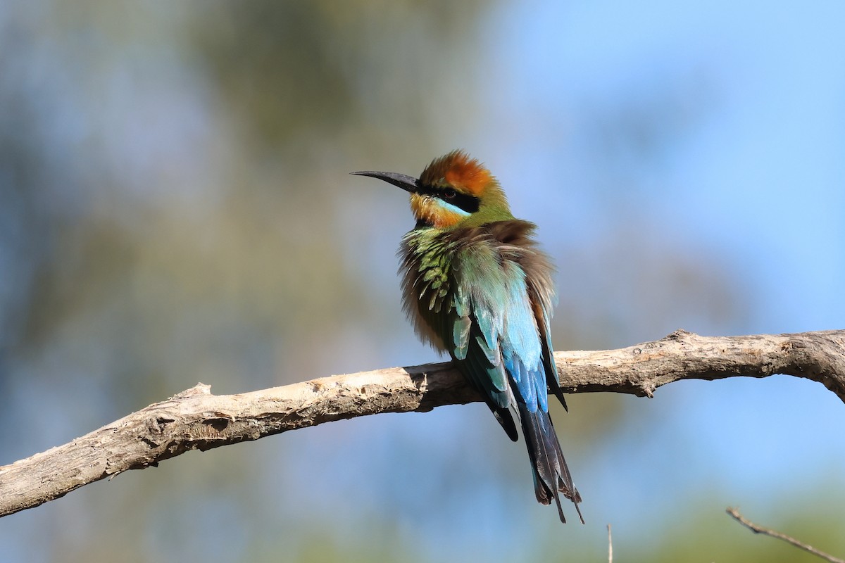 Rainbow Bee-eater - ML620127988