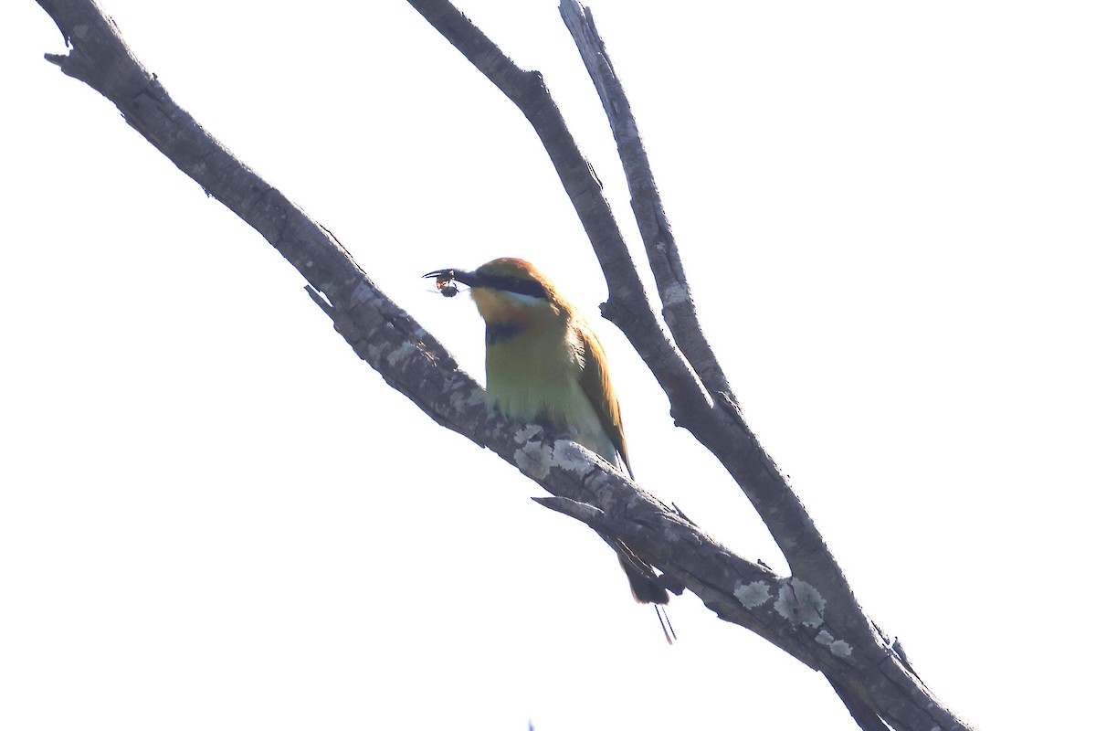Rainbow Bee-eater - ML620127989