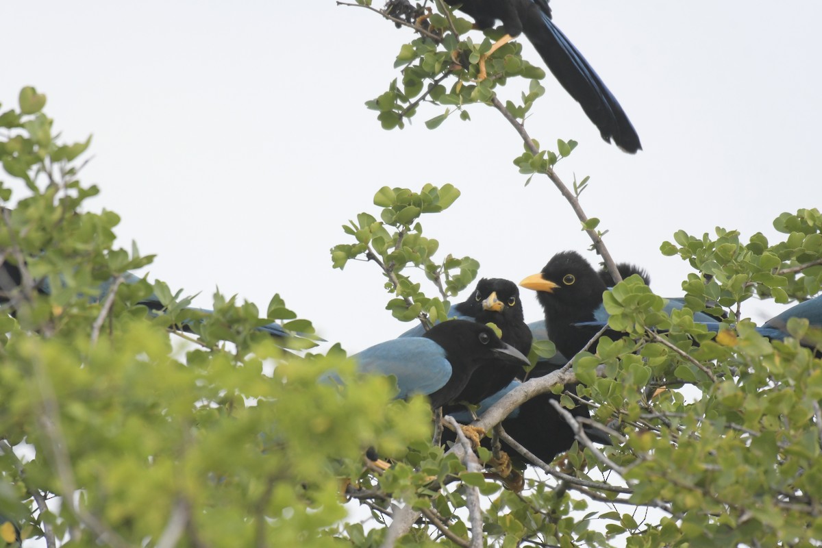 Yucatan Jay - ML620127990