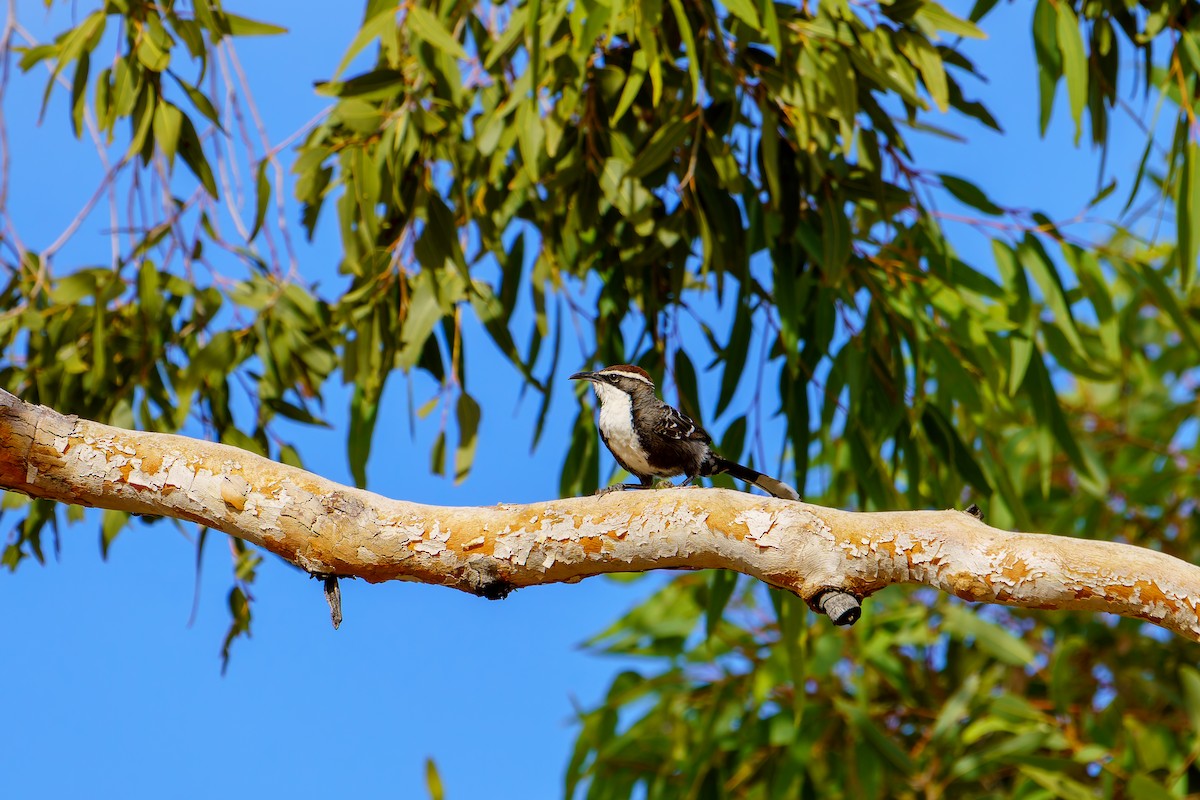 Chestnut-crowned Babbler - James Churches