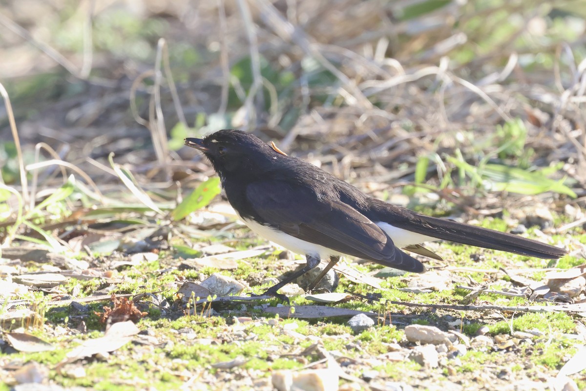 Willie-wagtail - ML620128021