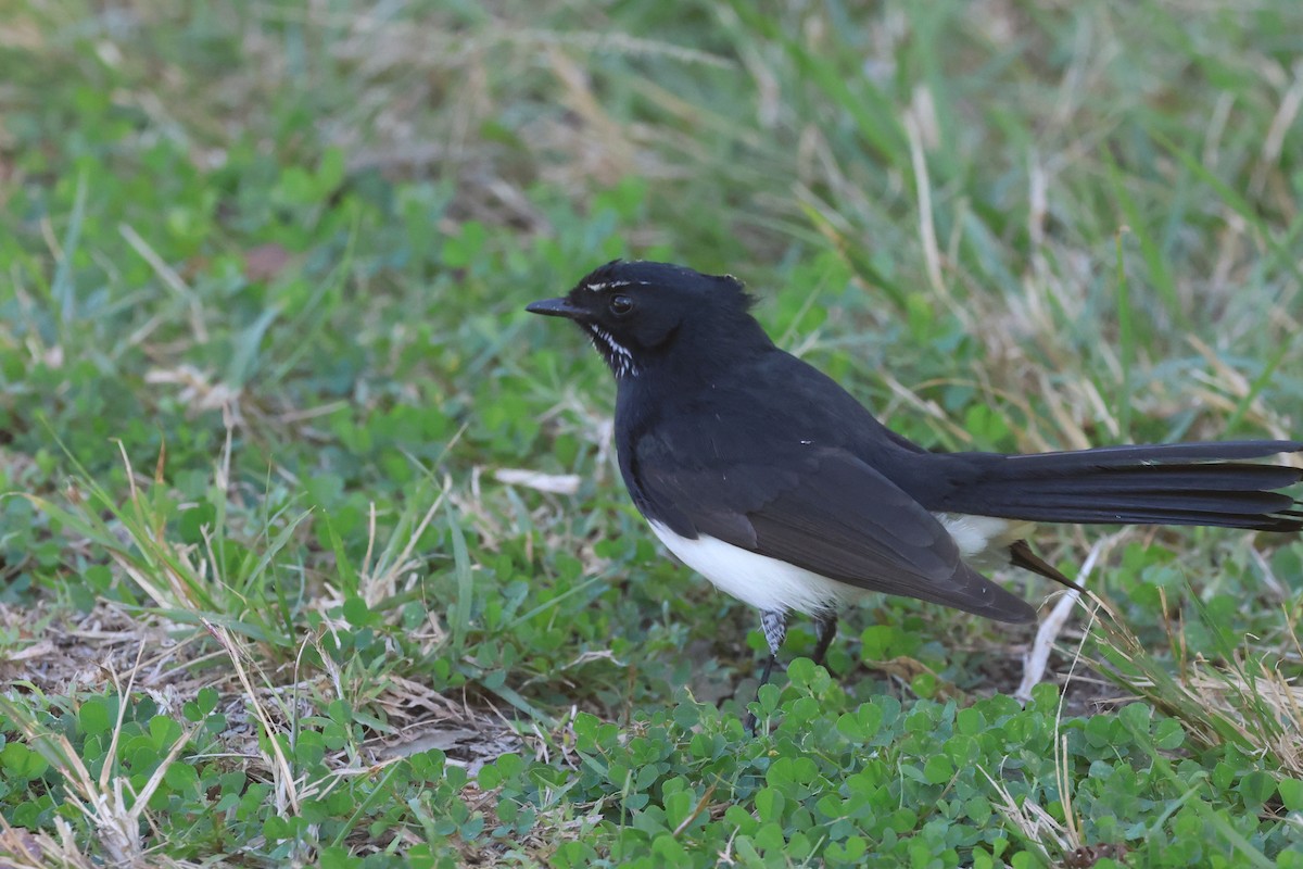 Willie-wagtail - ML620128022