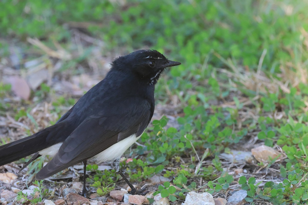 Willie-wagtail - ML620128023