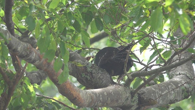 Mikado Pheasant - ML620128033