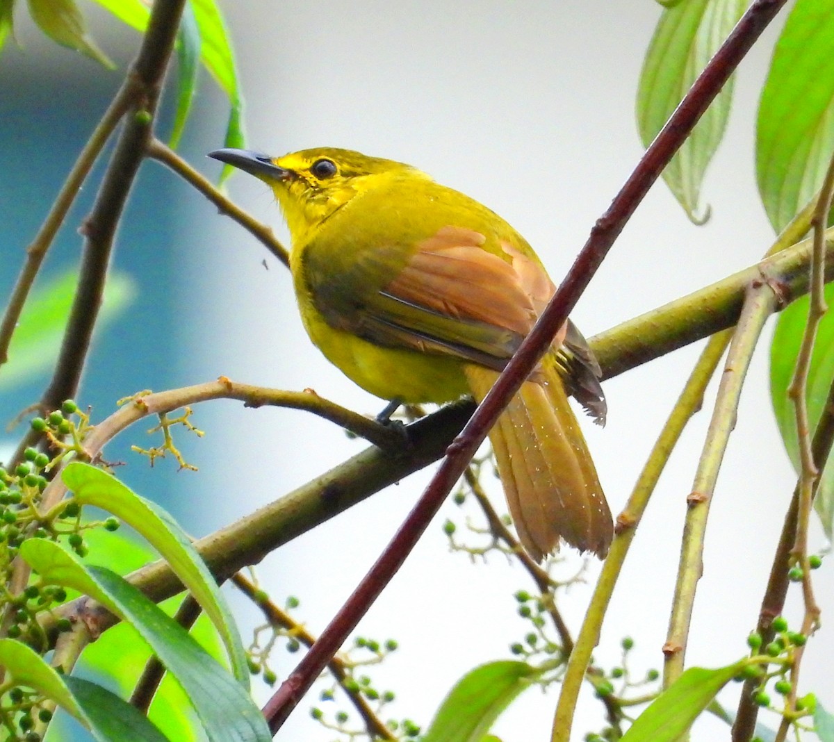 Yellow-browed Bulbul - ML620128041