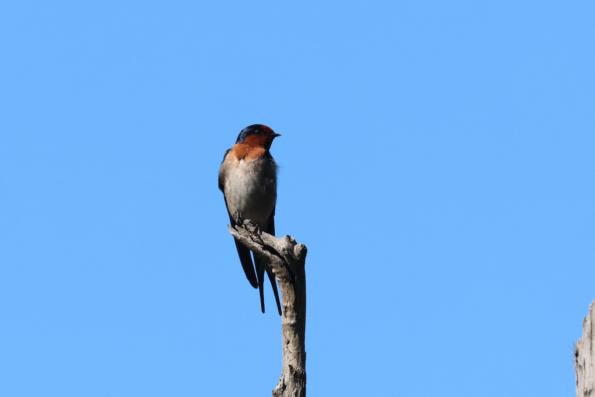 Welcome Swallow - ML620128044
